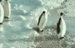 le pov pinguin...